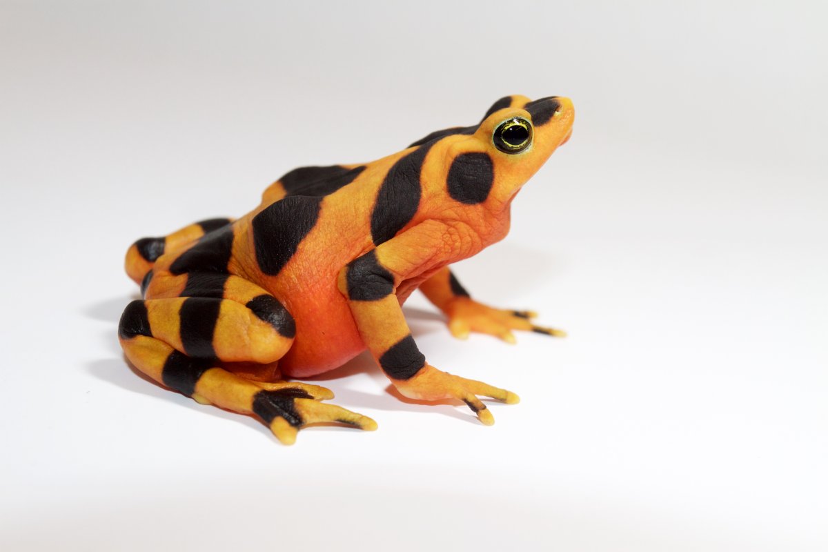 A Radiant Panamanian Golden Frog