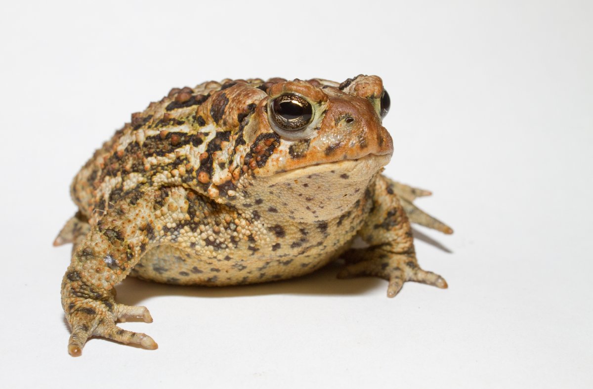 A Large American Toad
