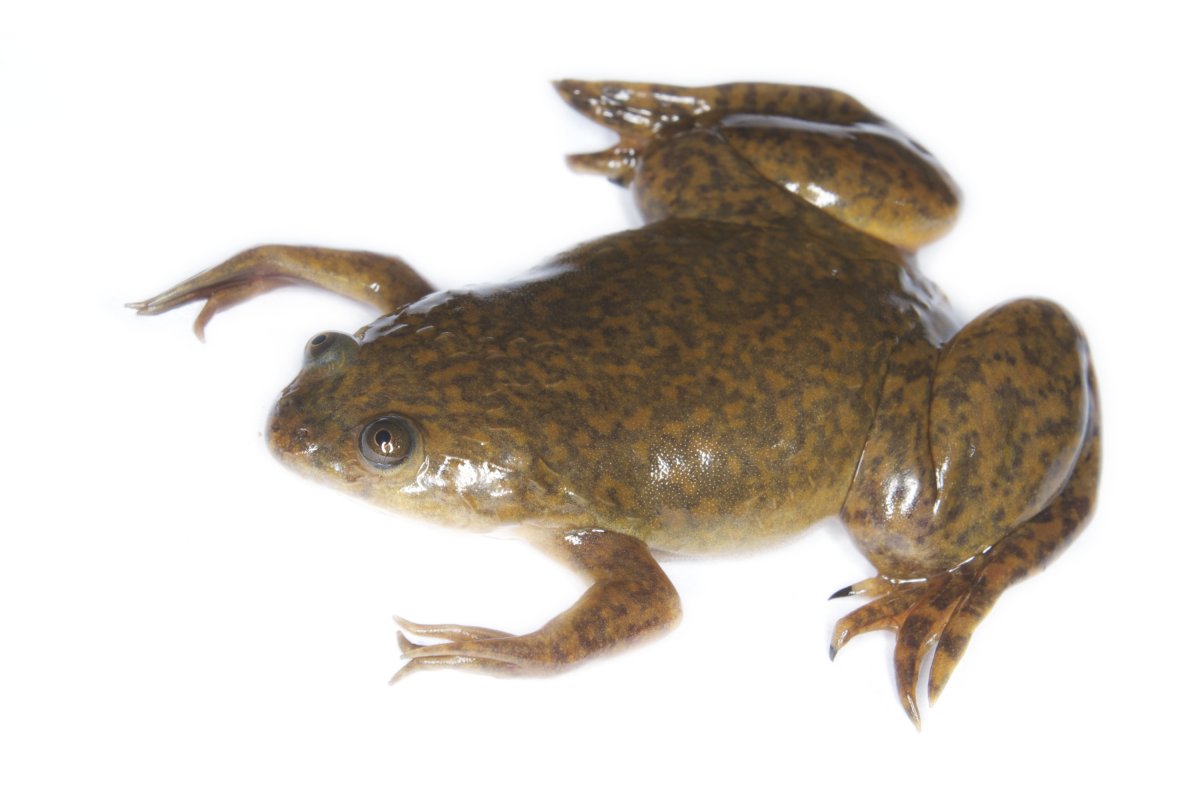 A Spotted African Clawed Frog