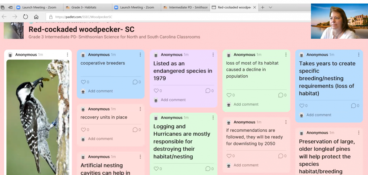 A screenshot from a Zoom meeting in which a padlet displaying posts about the red-cockaded woodpecker as a woman smiles on camera.