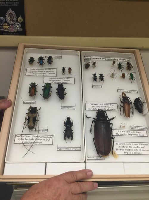 A sample drawer from the insect collection, including the largest beetle in the world, as well as two of the smallest. ​