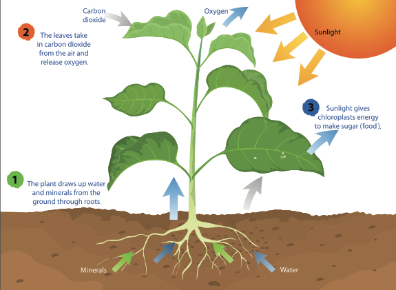 Infographic showing photosynthesis