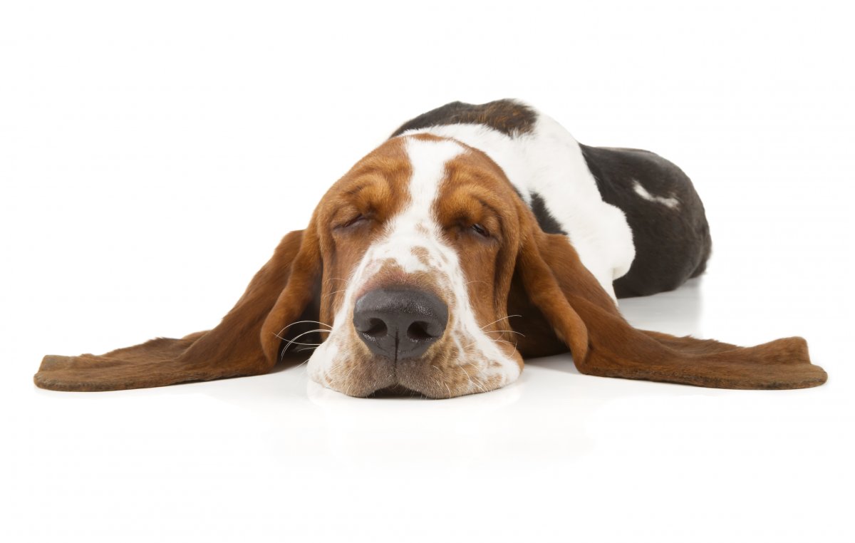 Hound dog lying on ground with ears flopping to the side