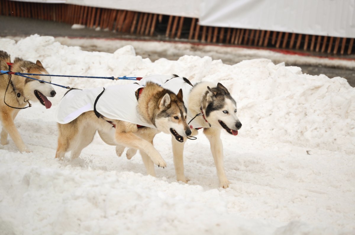 Image of team of dogs racing in snow