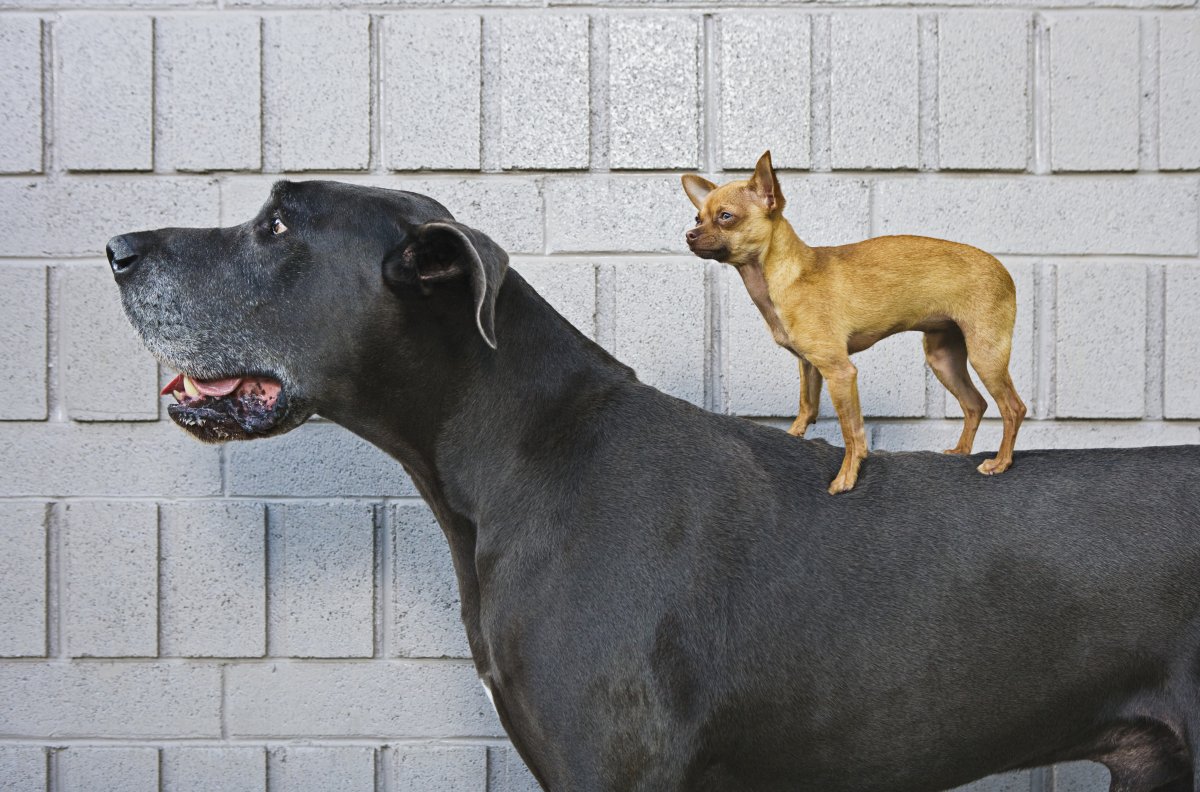 Image of a Chihuahua on top of a Great Dane