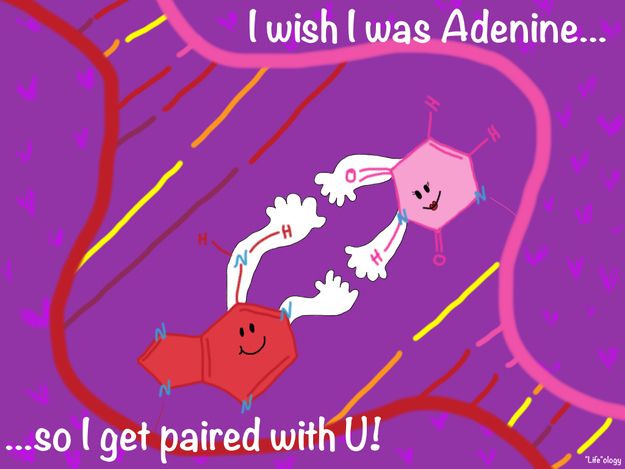 Illustration of a Valentine card that says, "I wish I was Adenine...so I get paired with U!"