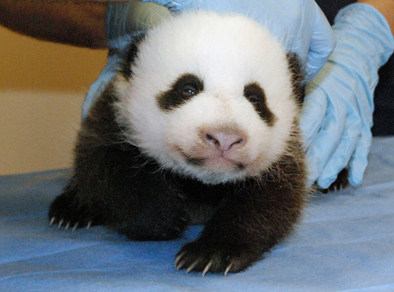 Image of a baby panda
