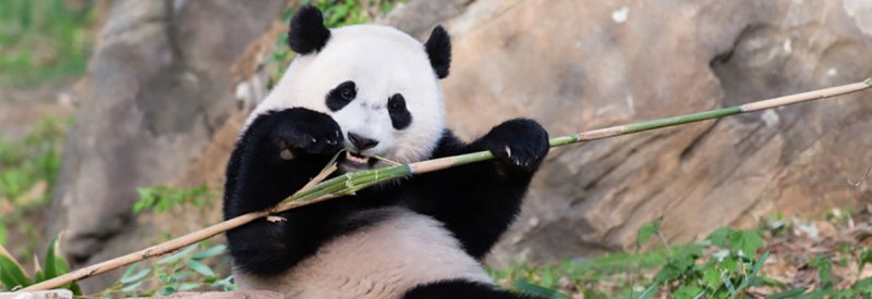 Image of panda eating bamboo