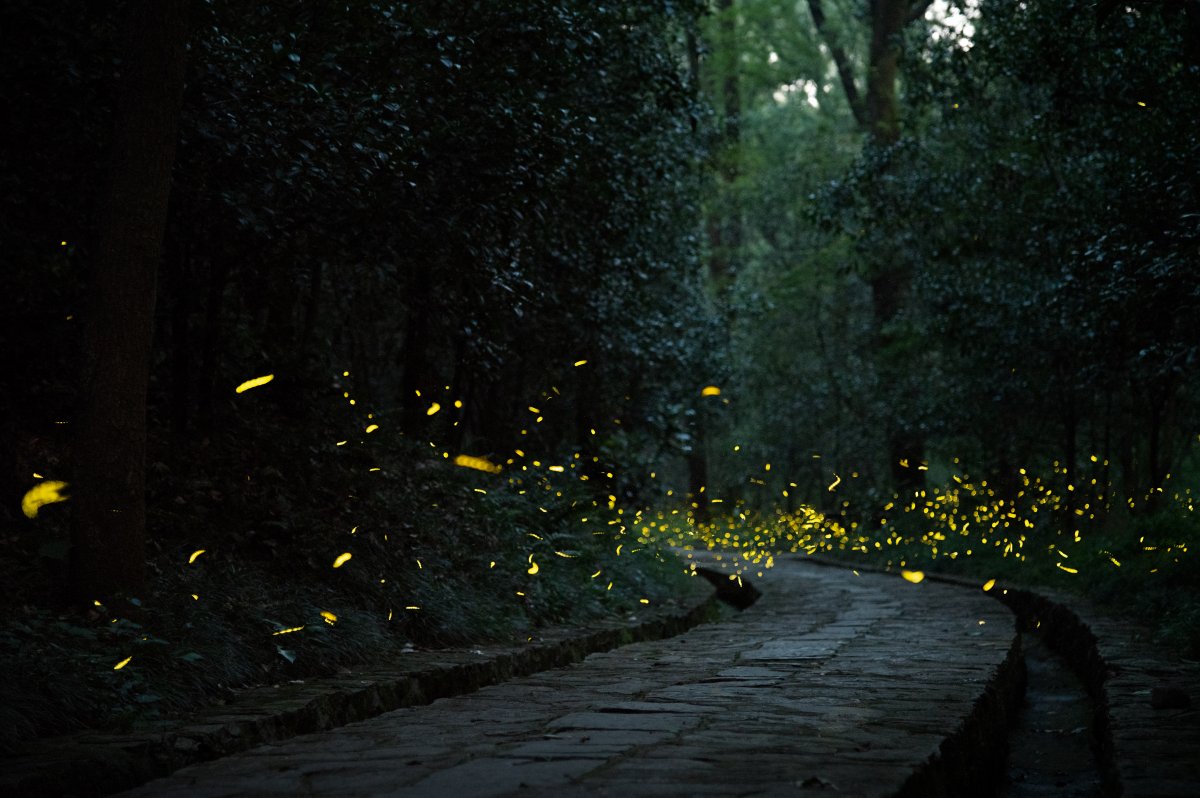 Many fireflies display their light simultaneously in a forest above a cobblestone track