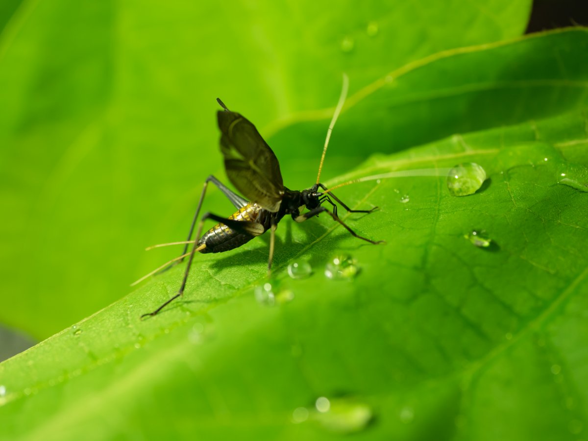 A cricket with its wings raised on a large, green leaf