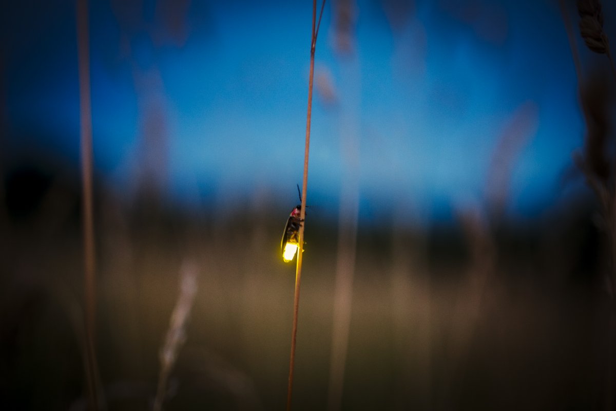A firefly perches on the vertical stem of a plant