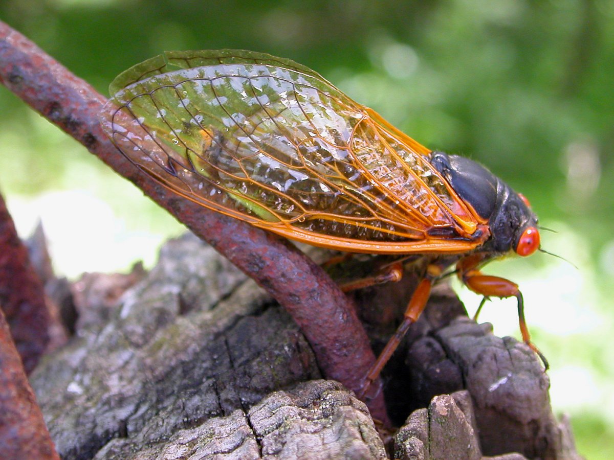 A cicada perches on a wooden post that has a medal rod sticking out of it.