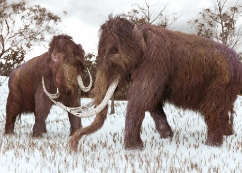 Image of Woolly Mammoth