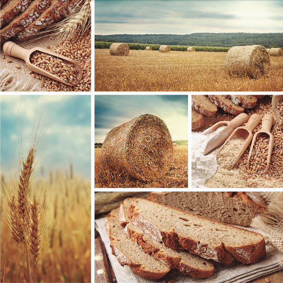 Collage of bread and wheat