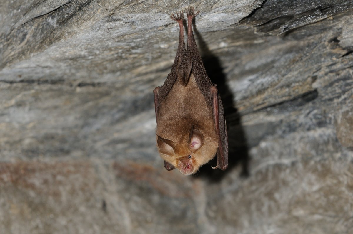 An image of a bat