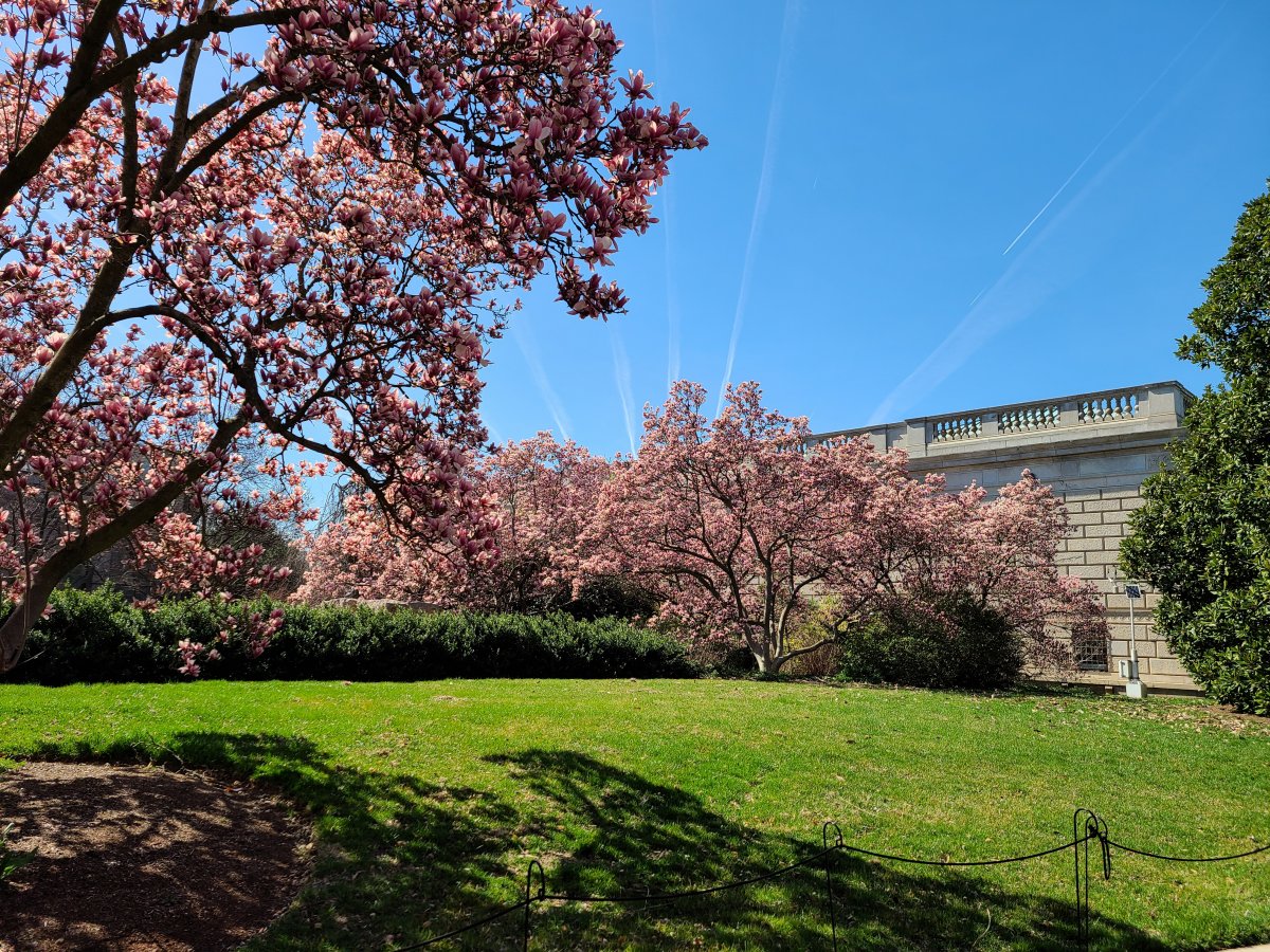 Trees with pink blossoms and green grass in front of the gray exterior of the Smithsonian’s Freer Gallery of Art