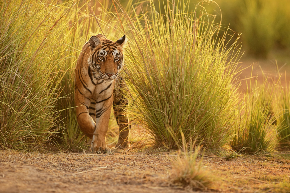 Male tigers have large territories with an average size of 50 sq. kilometers. 