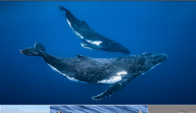 The Protecting Whales teacher guide cover with a collage of images showing a mother and baby humpback whale, a whale fluke in front of a military ship, a whale fluke, and a whale fluke in front of a cargo ship.