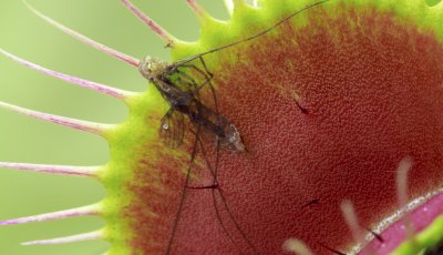 cover photo of a fly in a venus flytrap