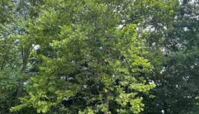 A tall American Sycamore tree with green leaves