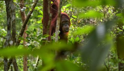 An orangutan hangs from a tree in a moderately dense forest